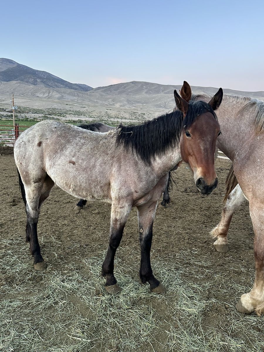 3/8 Draft Yearling Filly