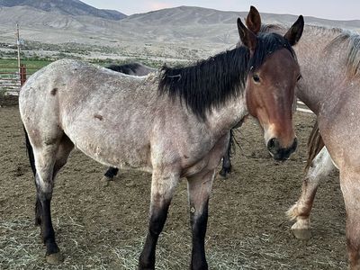 3/8 Draft Yearling Filly