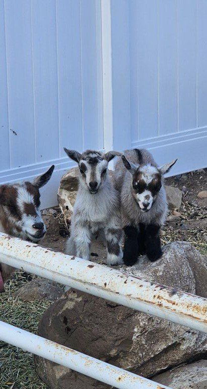 Nigerian dwarf kids ONLY 2 LEFT