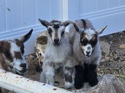 Nigerian dwarf kids ONLY 2 LEFT