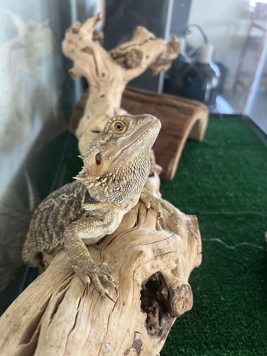 Bearded Dragon with Tank