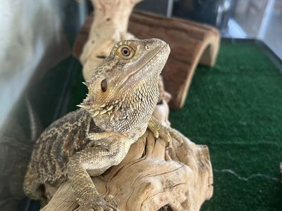 Bearded Dragon with Tank