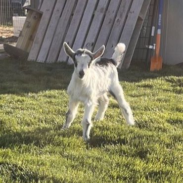 French Alpine Goat Buckling Prospect