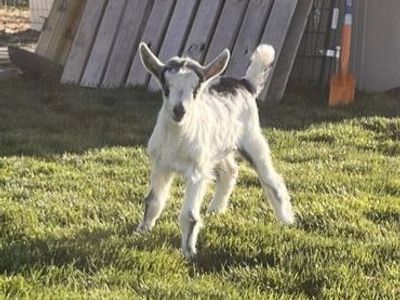 French Alpine Goat Buckling Prospect