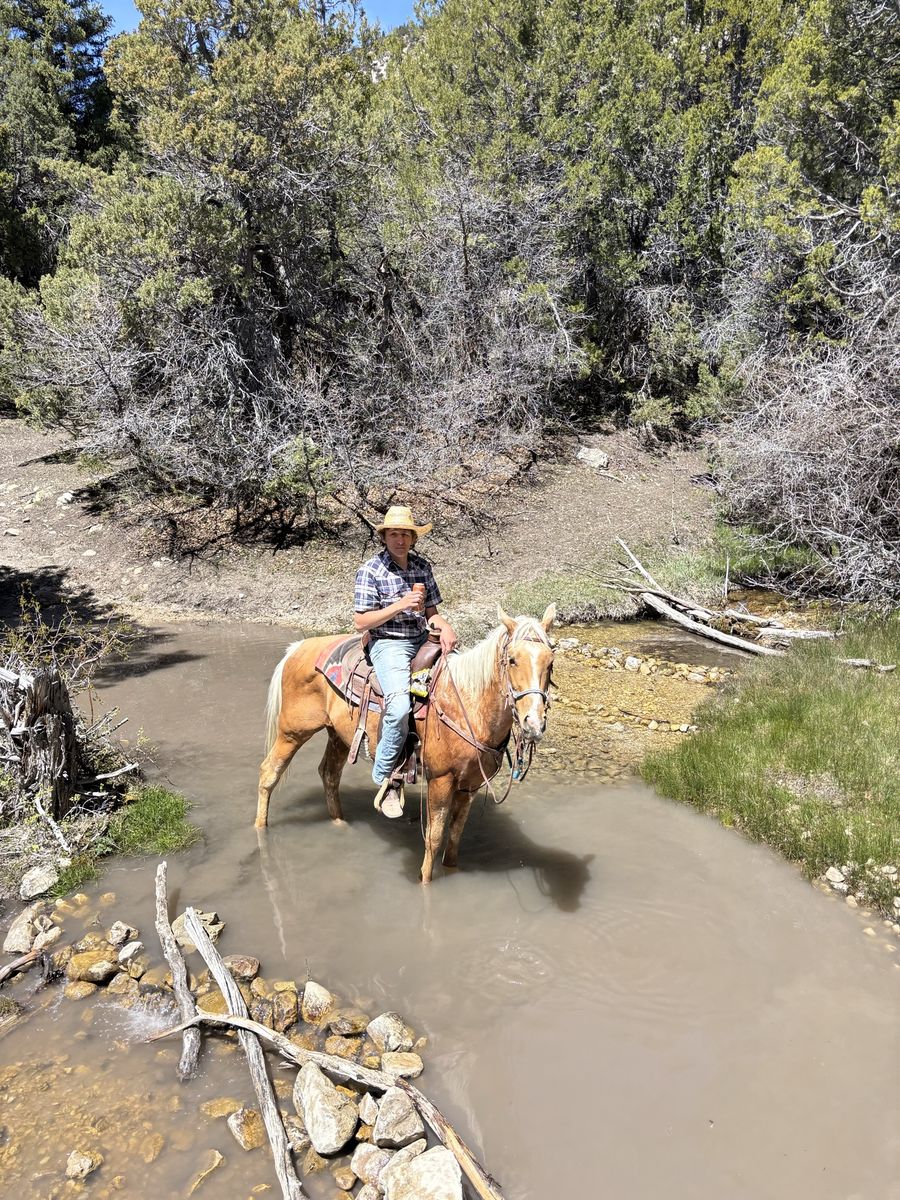 5 year old grade gelding
