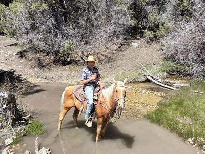 5 year old grade gelding