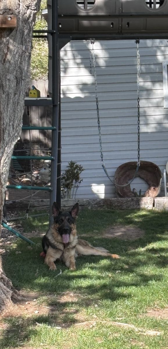 2-Year-Old Intact Male German Shepherd (Roman) - Great with Kids & Other Dogs