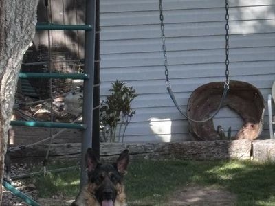 2-Year-Old Intact Male German Shepherd (Roman) - Great with Kids & Other Dogs