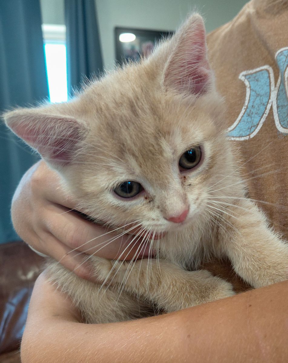 8 week Kitten