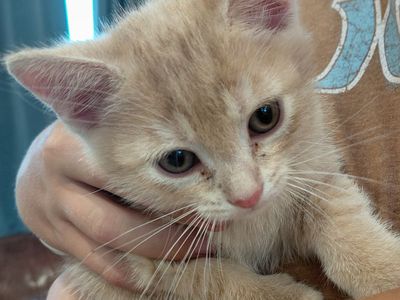 8 week Kitten