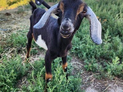 Nubian bucklings