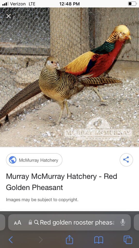 Looking For Red Golden Or Lady Amherst Pheasants!