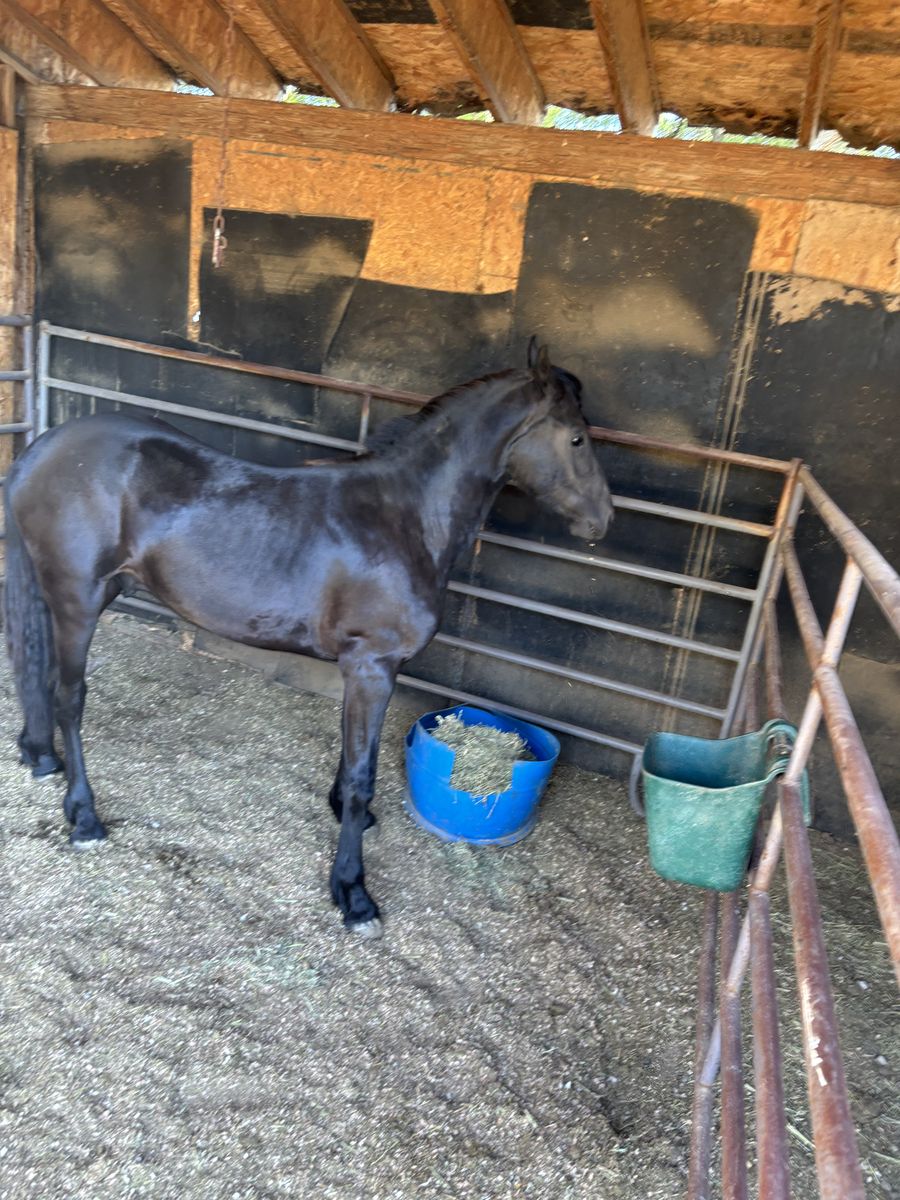 1/2 Friesian 1/2 Andalusian colt