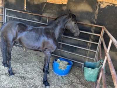1/2 Friesian 1/2 Andalusian colt