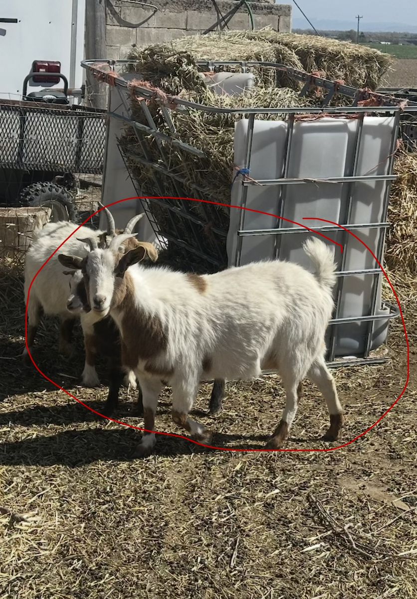 Fainting goat/ dwarf cross female
