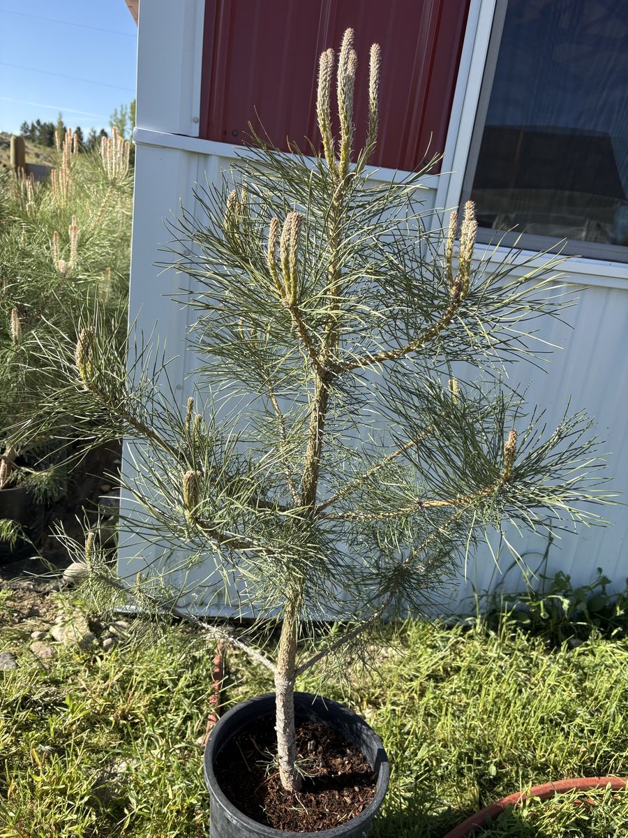 Ponderosa Pine Tree Saplings - Live Evergreen Plants for Landscaping & Gardens