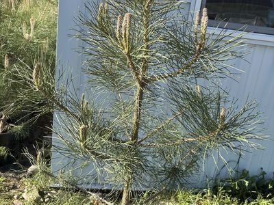 Ponderosa Pine Tree Saplings - Live Evergreen Plants for Landscaping & Gardens