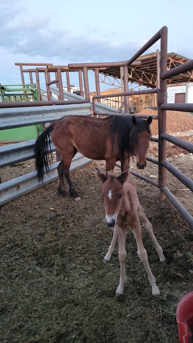 Mare and foal