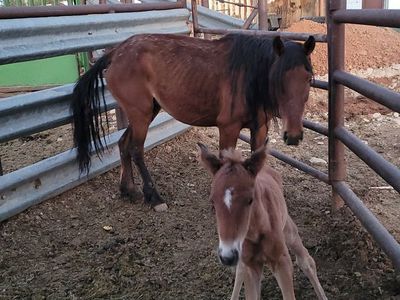 Mare and foal