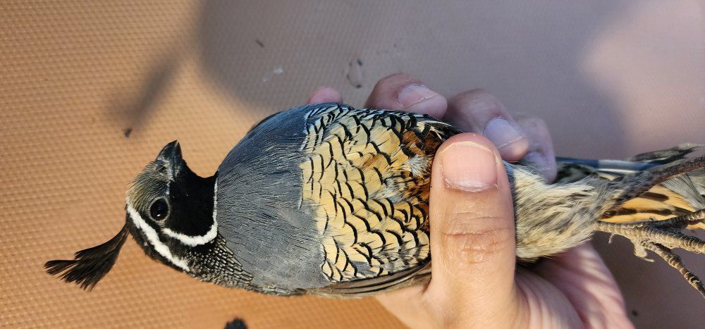 California Valley Quail