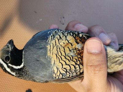 California Valley Quail