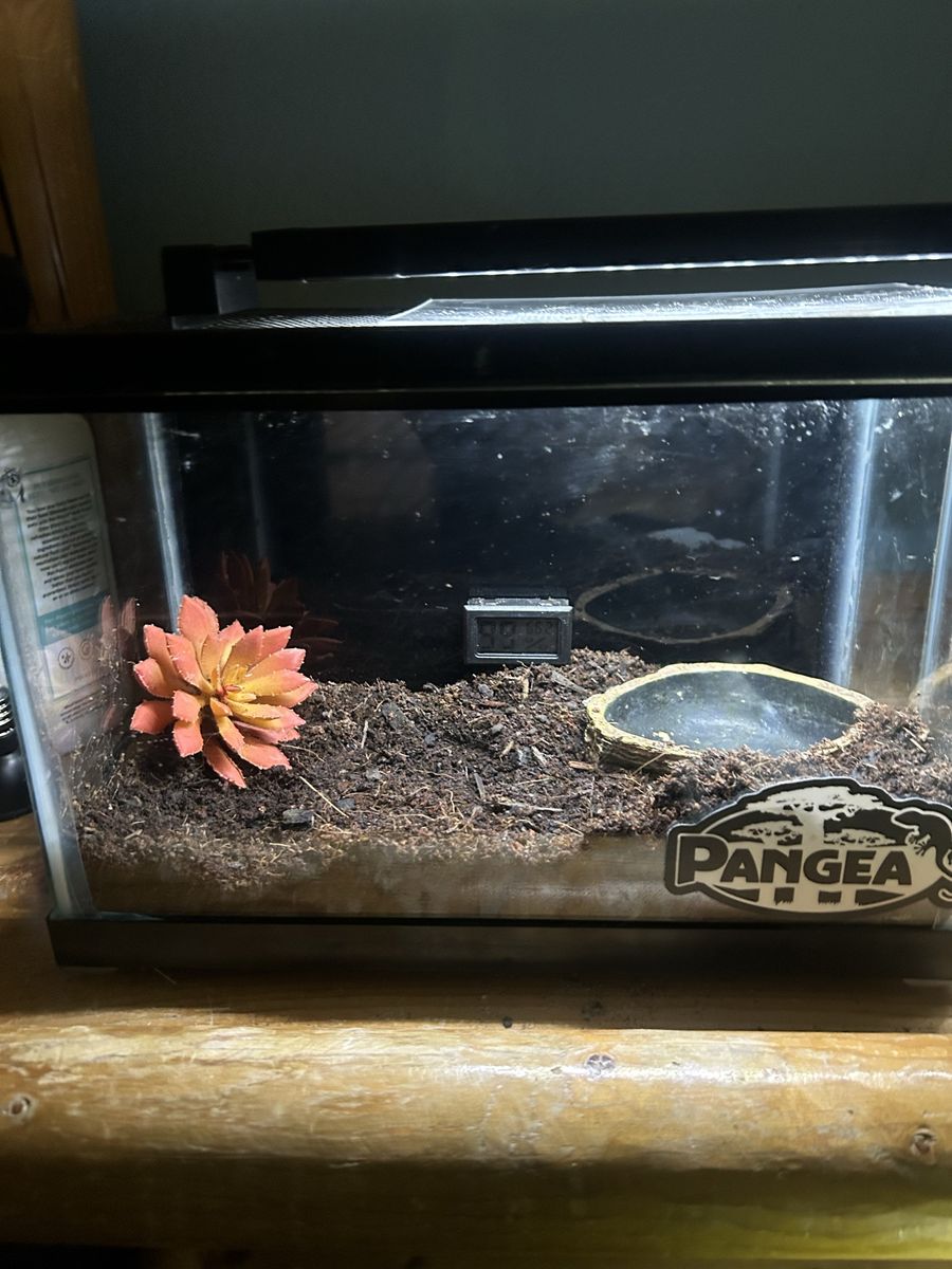 Pacman frog