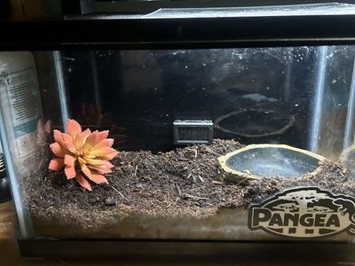Pacman frog