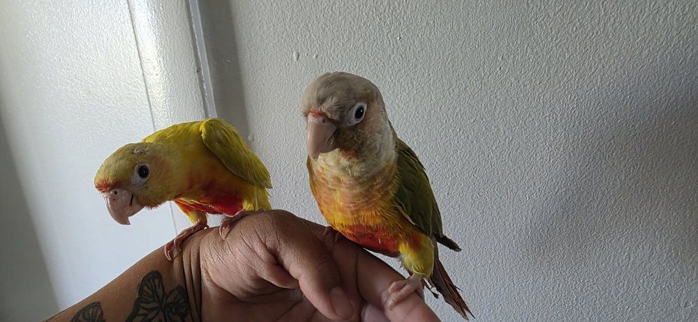 young conures