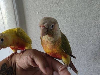 young conures