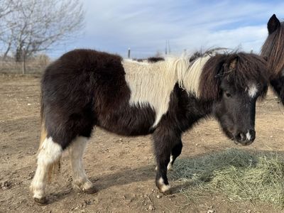 Mini Horse