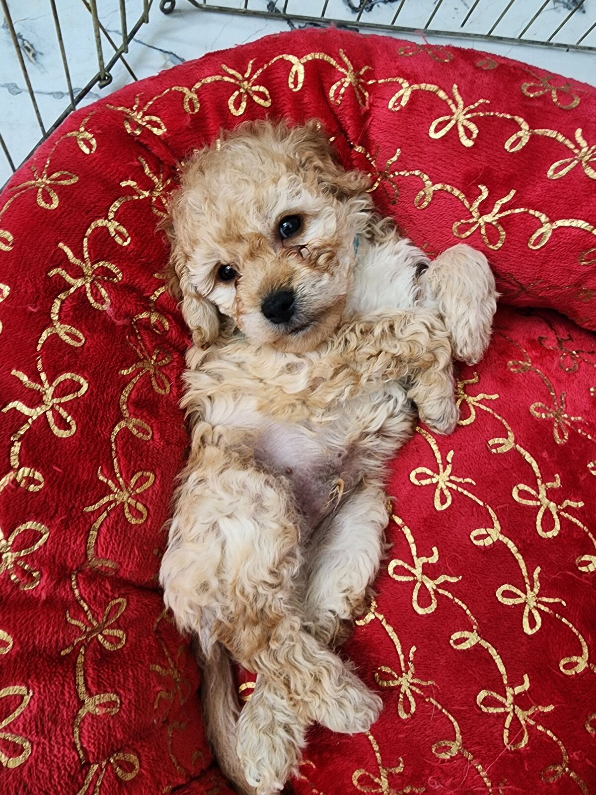 READY NOW  Beautiful cavapoo puppies