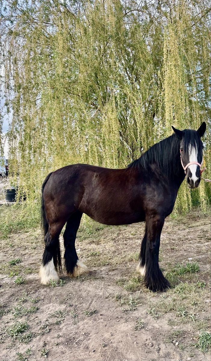 Gorgeous Gypsy Vanner Mare