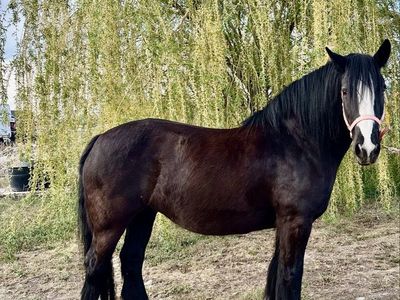 Gorgeous Gypsy Vanner Mare