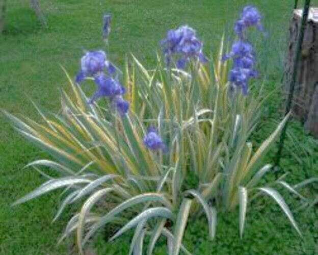5/$25 Variegated irises yellow/green white/green, mini irises