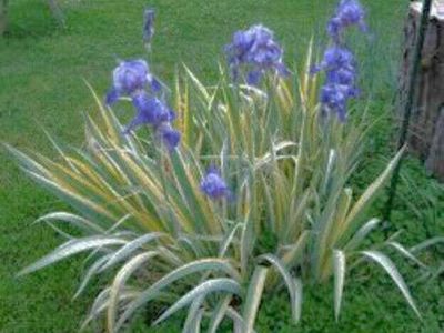 5/$25 Variegated irises yellow/green white/green, mini irises