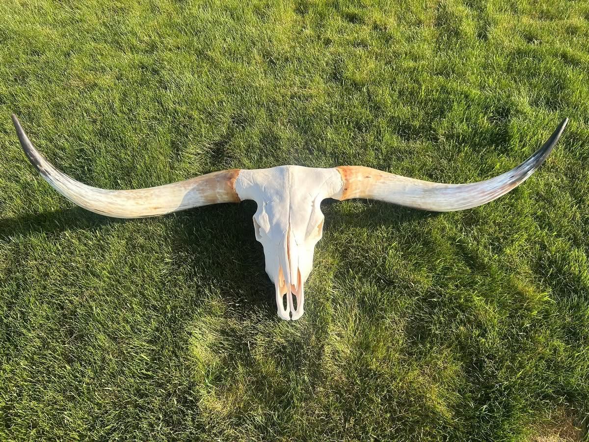 Longhorn mount