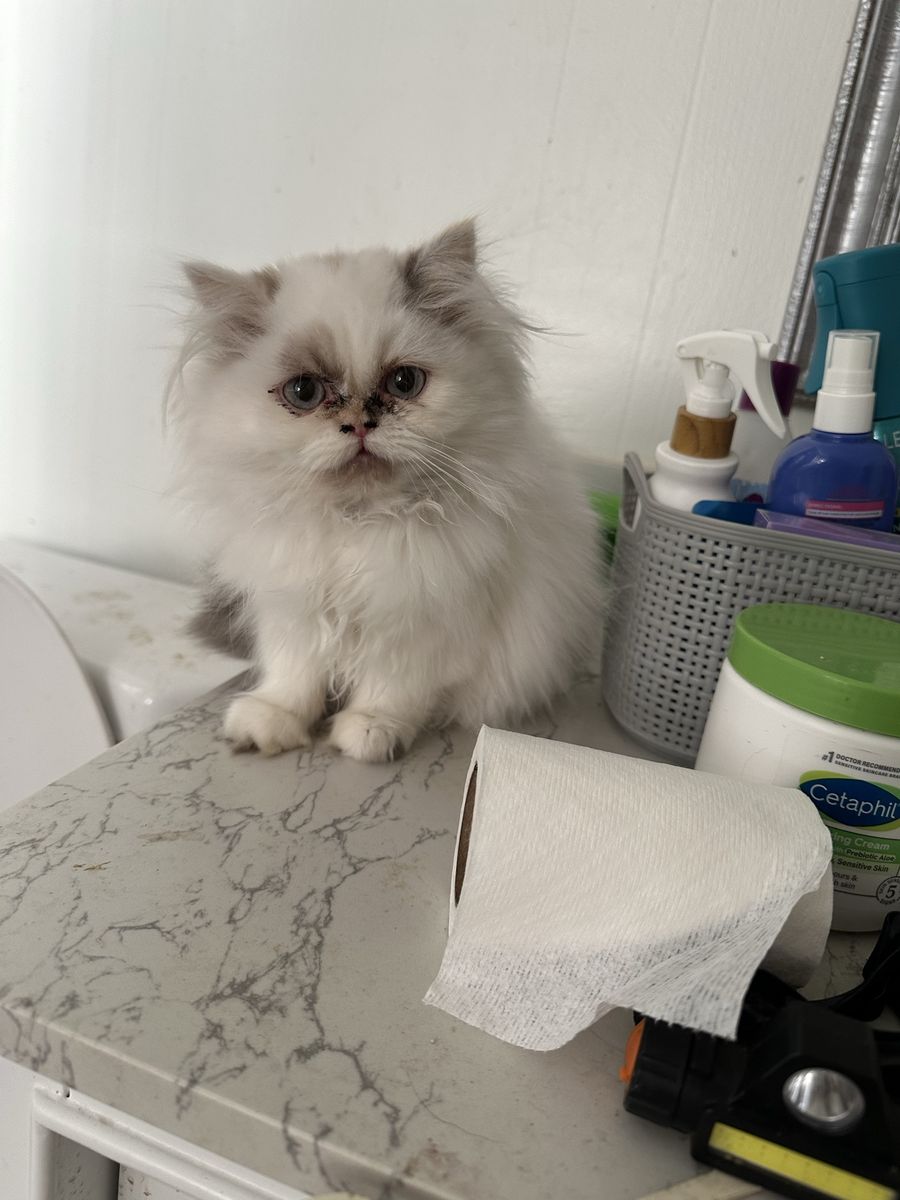 Female Persian Kitten
