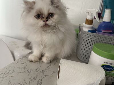 Female Persian Kitten