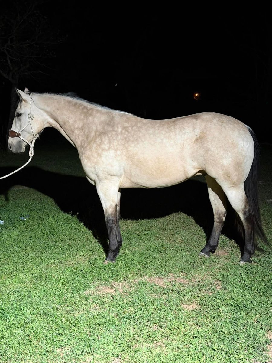 Stunning SAFE Aqha Gelding