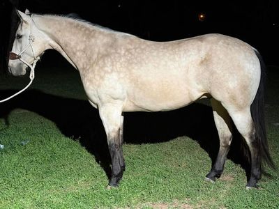 Stunning SAFE Aqha Gelding
