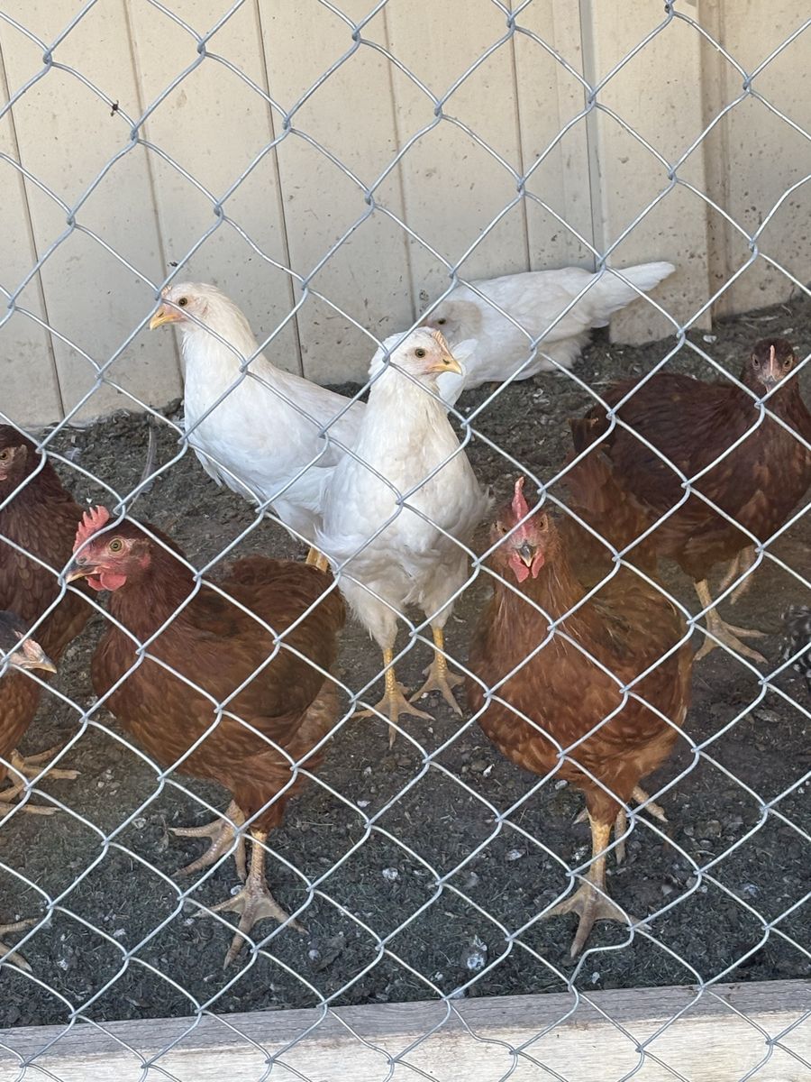 2 month old Rhode Island Red roosters