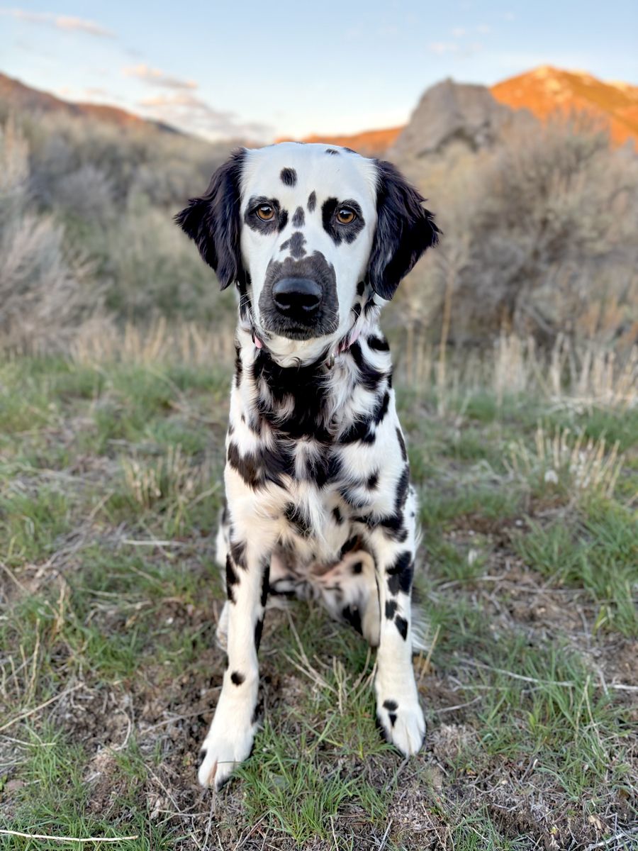 Fluffy Dalmatian