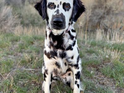 Fluffy Dalmatian