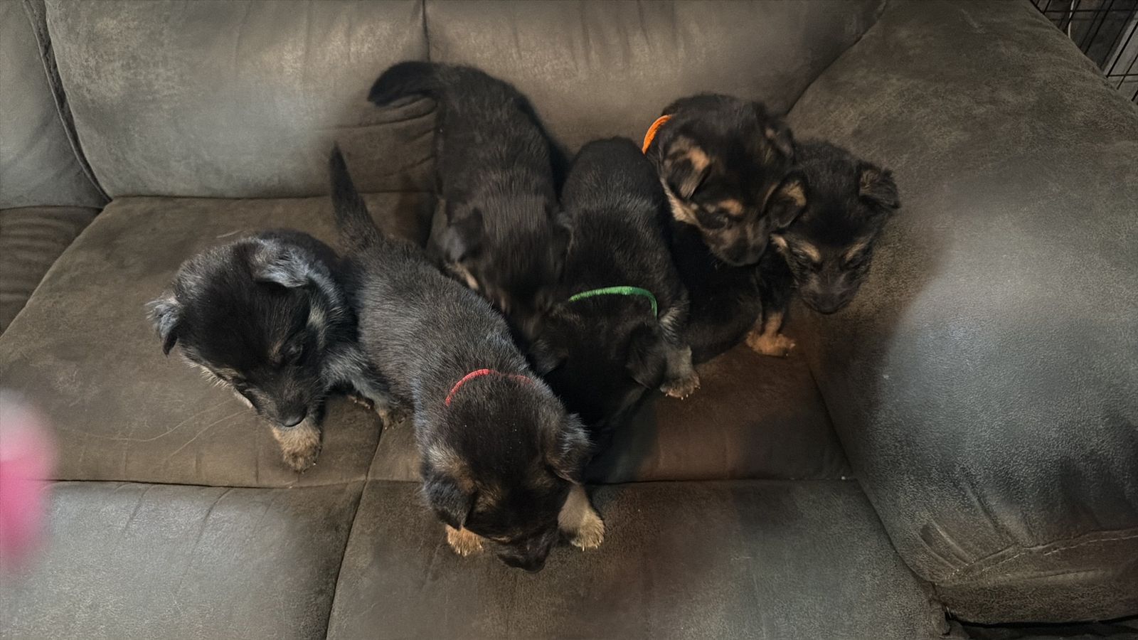German Shepherd Puppies