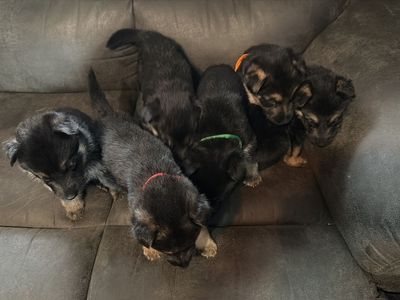 German Shepherd Puppies