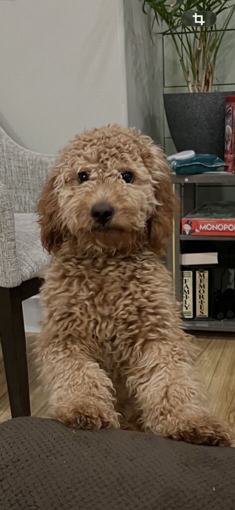 Mini Goldendoodle