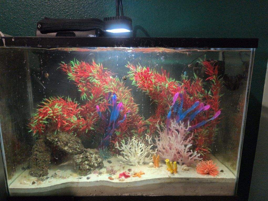 Complete Glass saltwater Aquarium Setup with Light, Artificial Plants, and Accessories