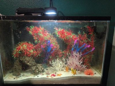 Complete Glass saltwater Aquarium Setup with Light, Artificial Plants, and Accessories