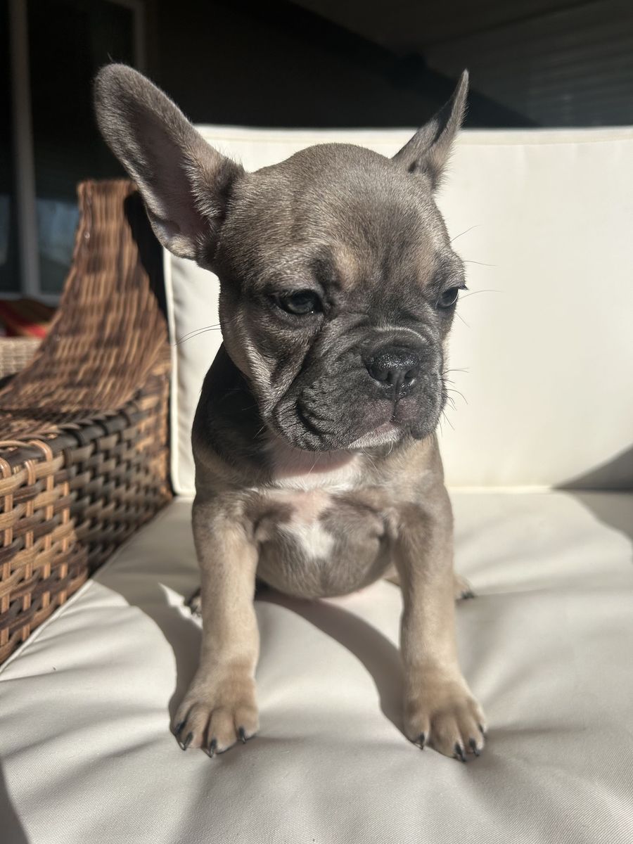 AKC French Bulldog Female (Last Female)