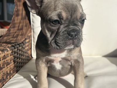 AKC French Bulldog Female (Last Female)